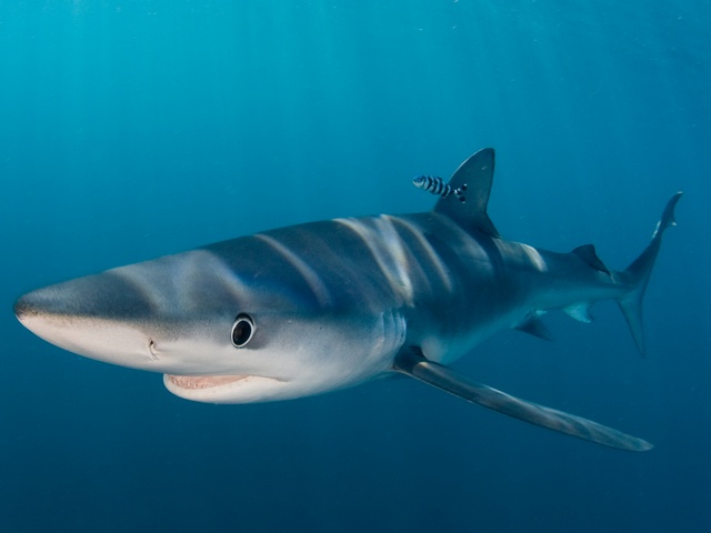 Blue & Mako Shark Dive - sharkdiving.co