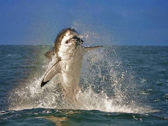 great white shark breaching hd